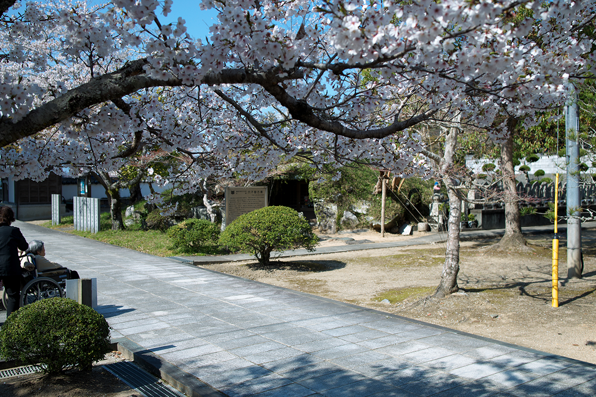 桜と古墳