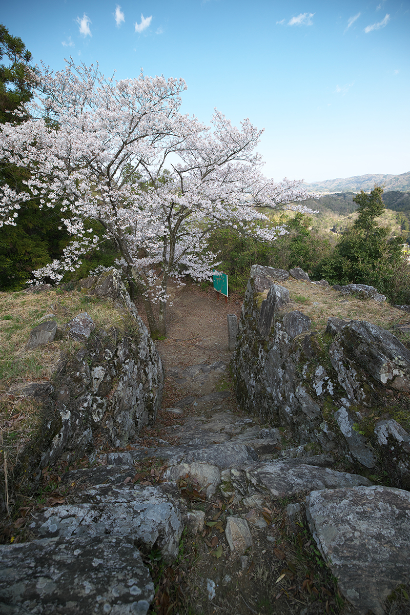 本丸から桜をめでる