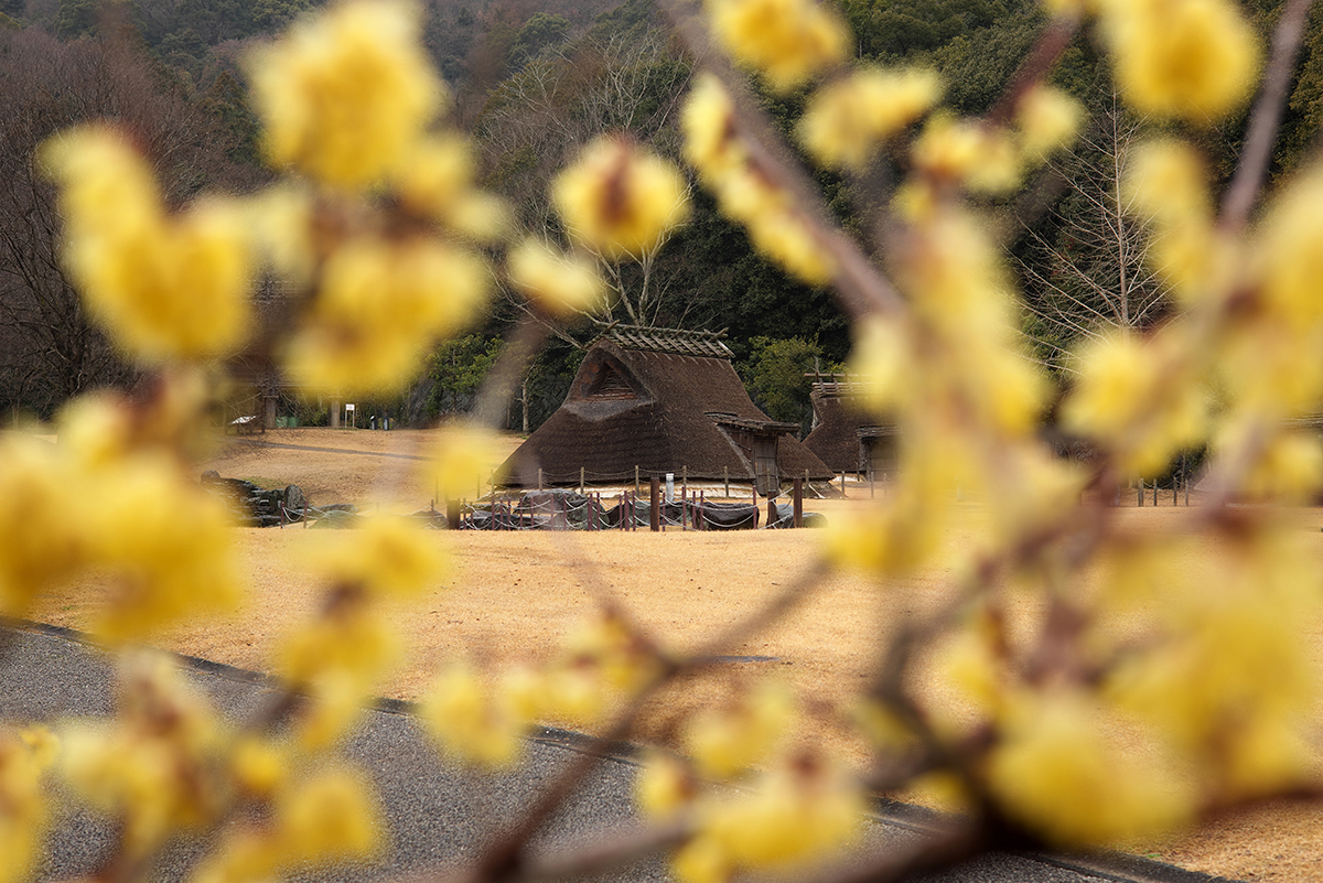 蝋梅香る邑