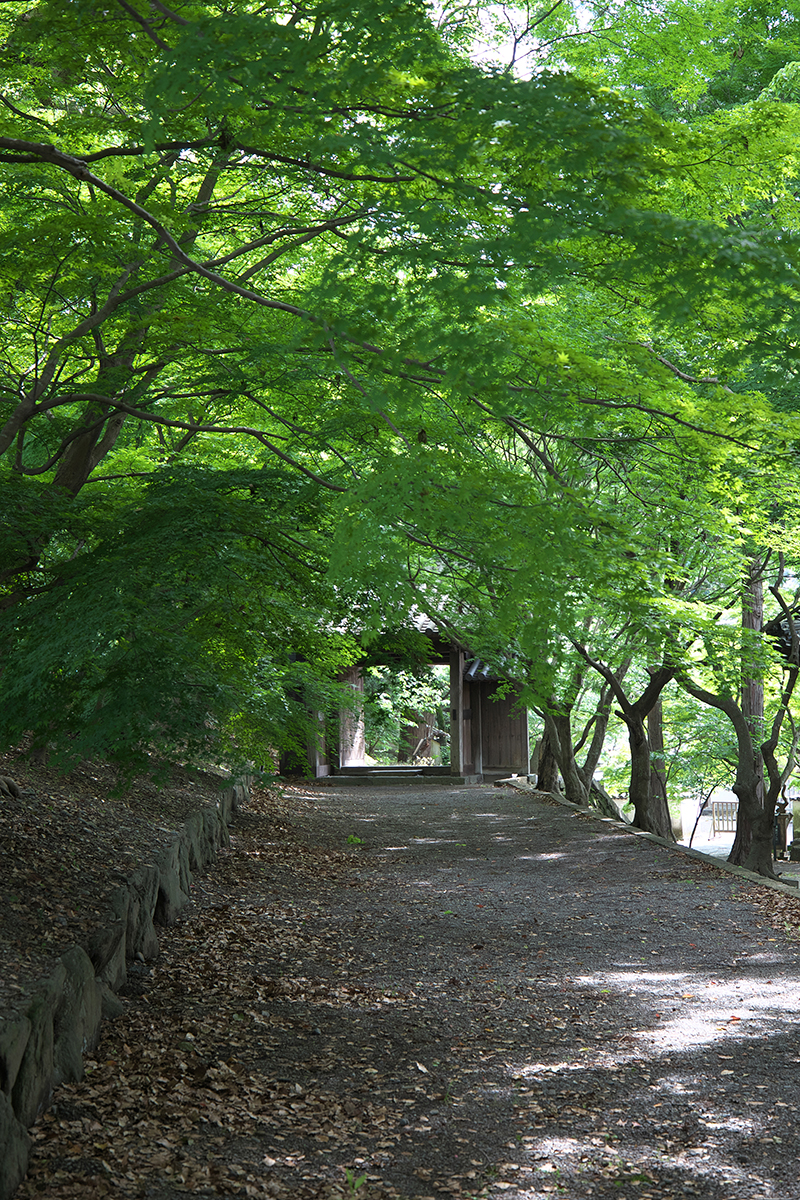 青もみじのトンネル